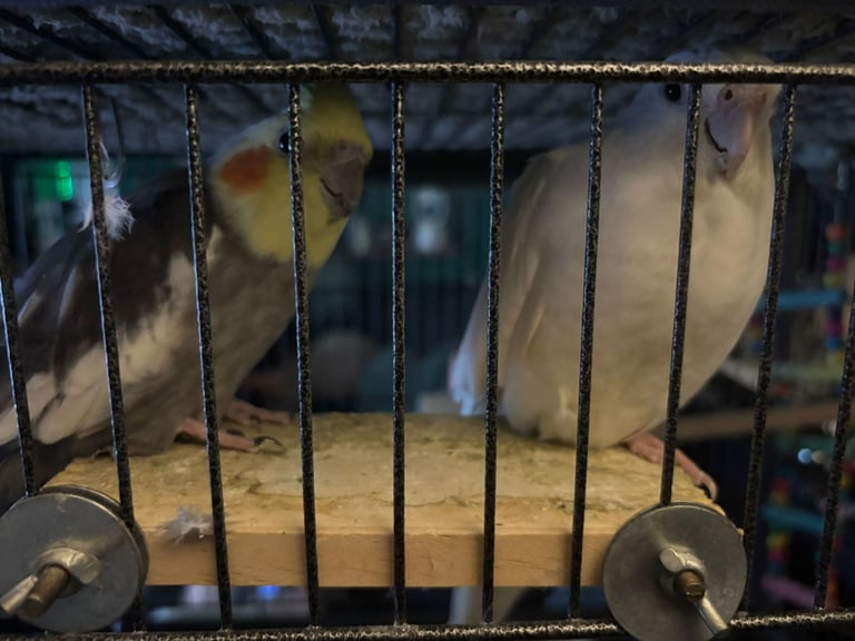2 cocktail male birds 18 month old 