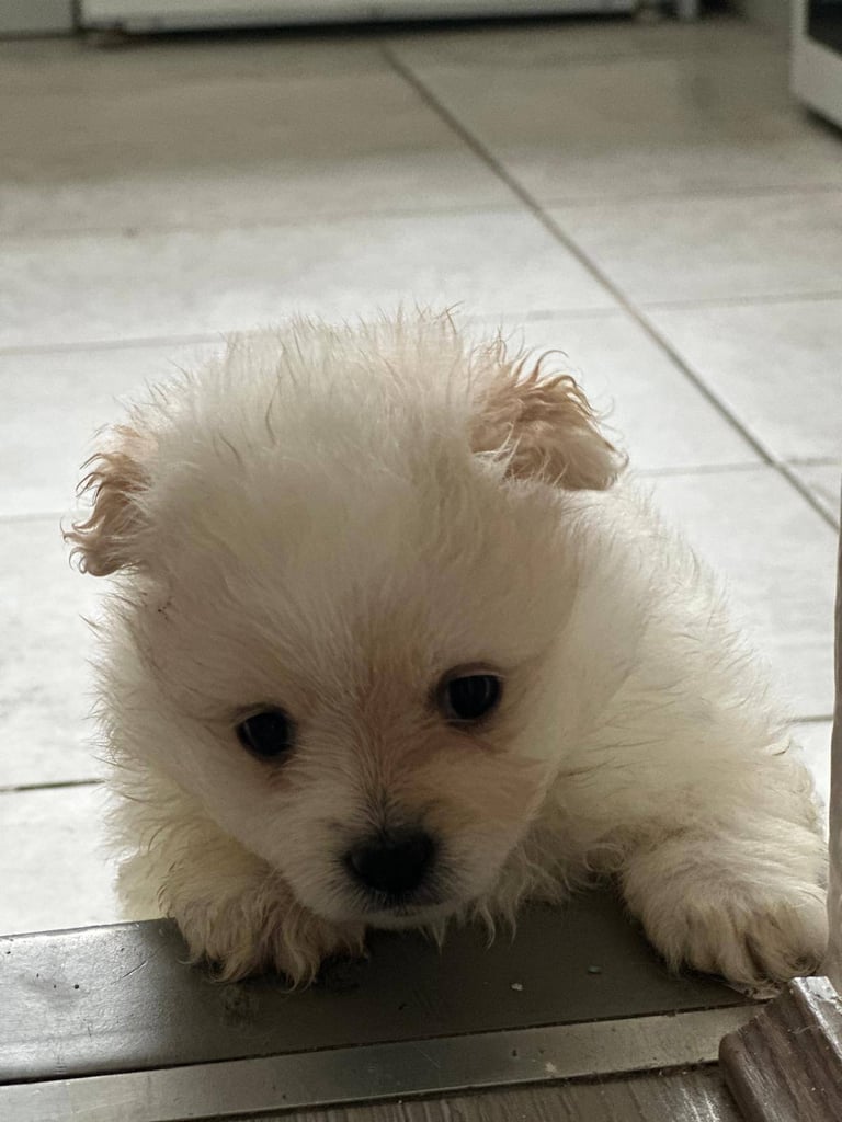Pomeranian puppys 