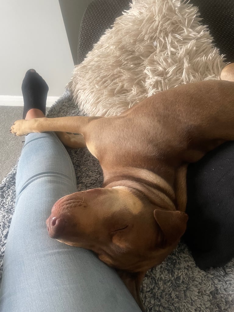 Sharpei x labrador