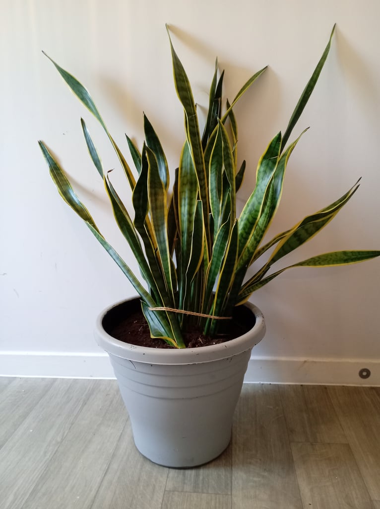 image for Mother in laws tounge plant