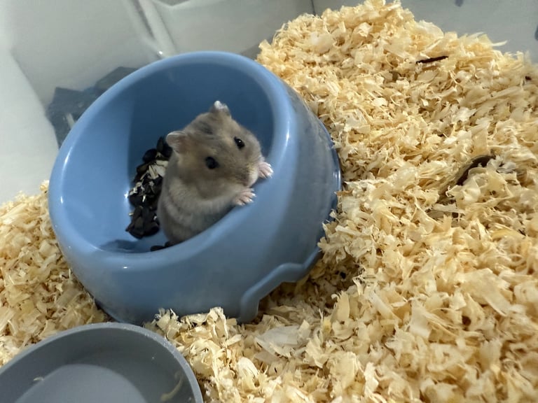 Russian dwarf hamster 