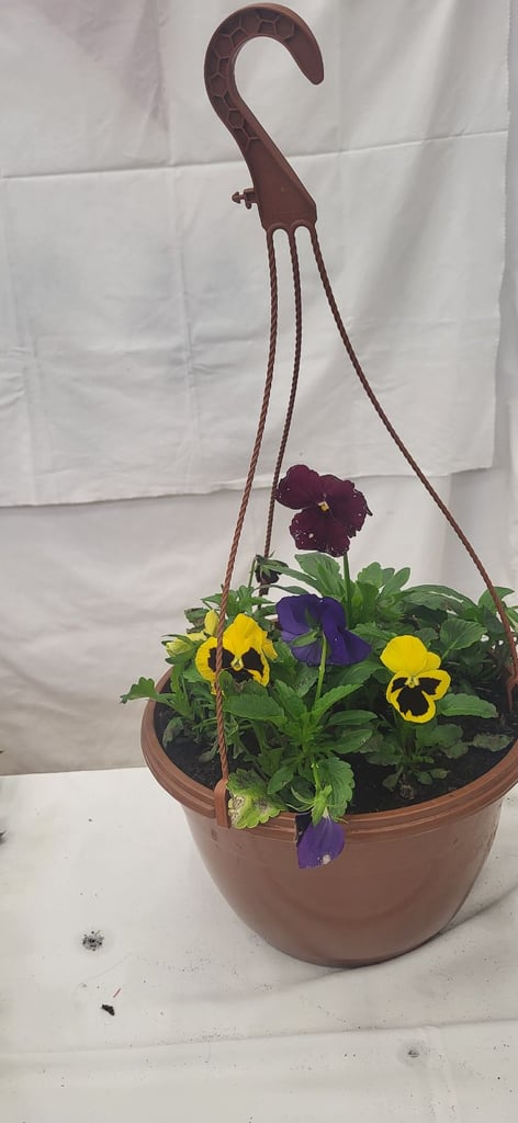 image for Pansy Hanging Baskets