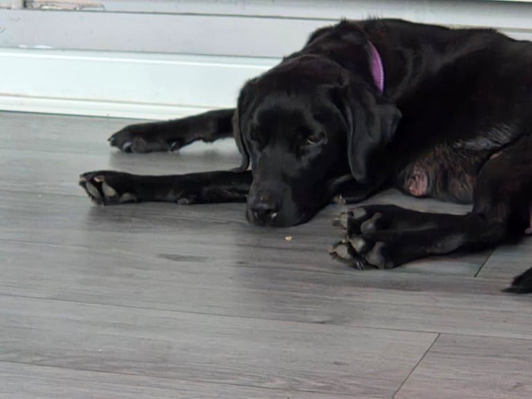 Labrador puppies 