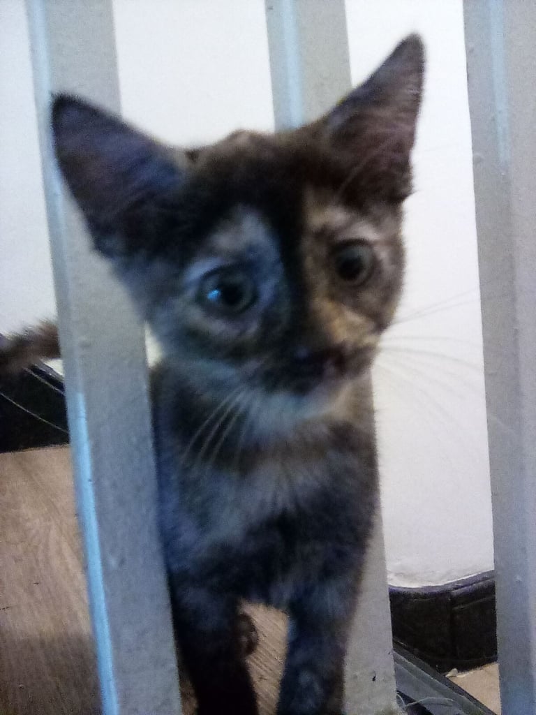 4 kittens 3 black 1 tortoise shell 