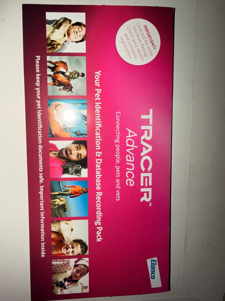 Lilac-french-bulldog Dogs Puppies for Sale Gumtree