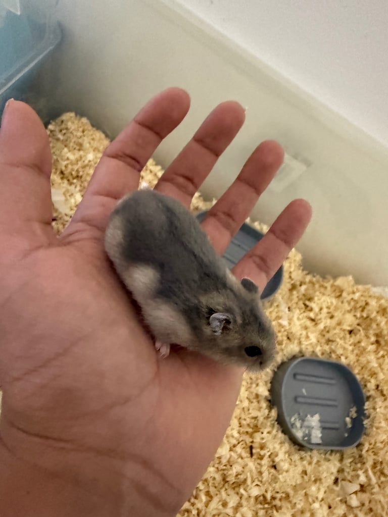 Grey with white belly Russian dwarf hamster 