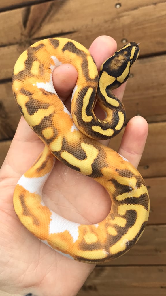 Ball python/ royal pythons 