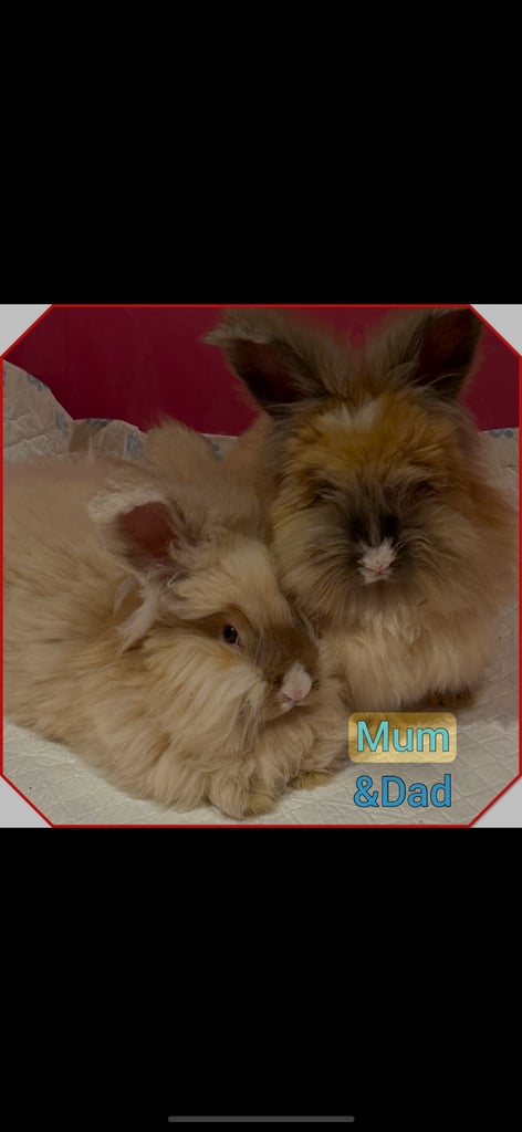 Pure Angora babies English full faced rabbits 