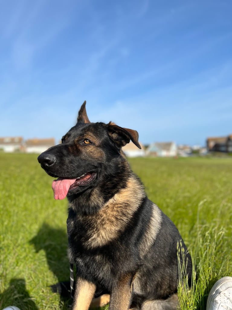 Male German Shepherd - 3.5 Years Old