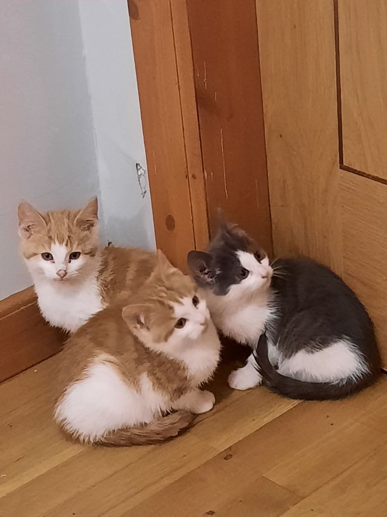 Adorable kittens