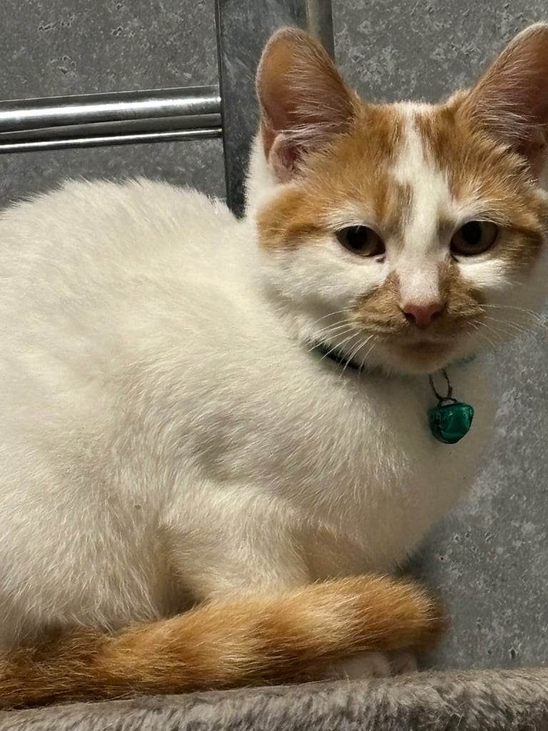 Cats for sale 
