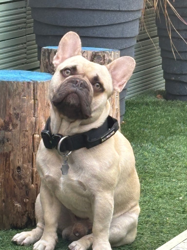 K c Frenchie puppies 