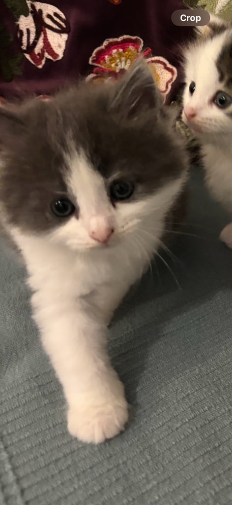 kittens 