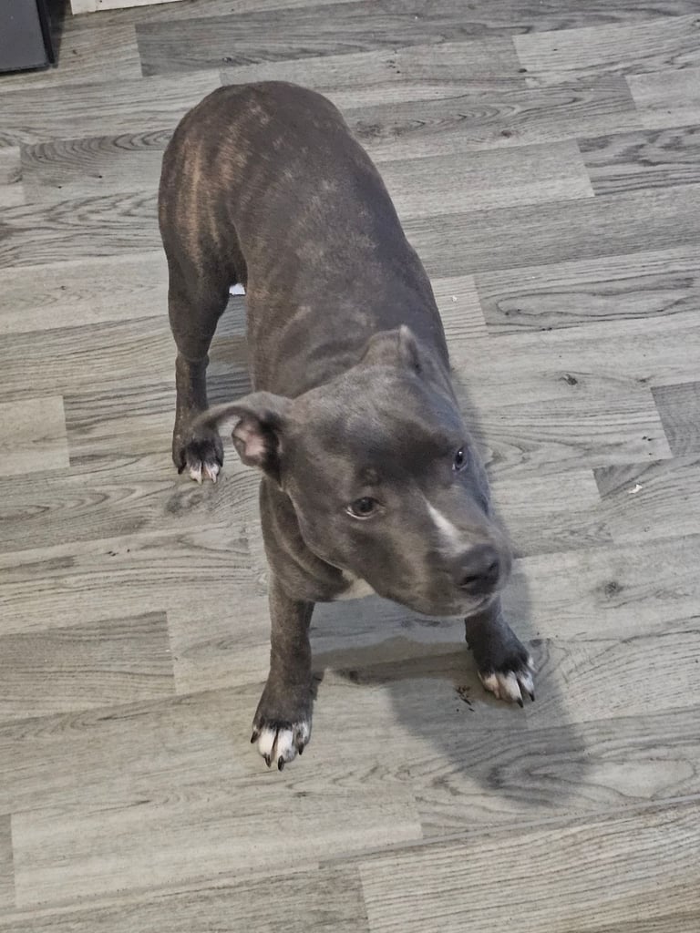  staffordshire bull terrier blue brindle female 