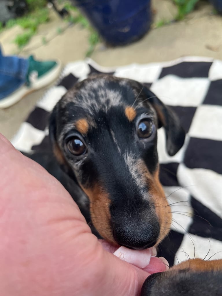 Beautiful dachshund puppies 🐾