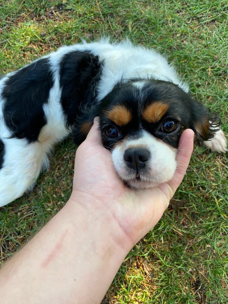 King Charles