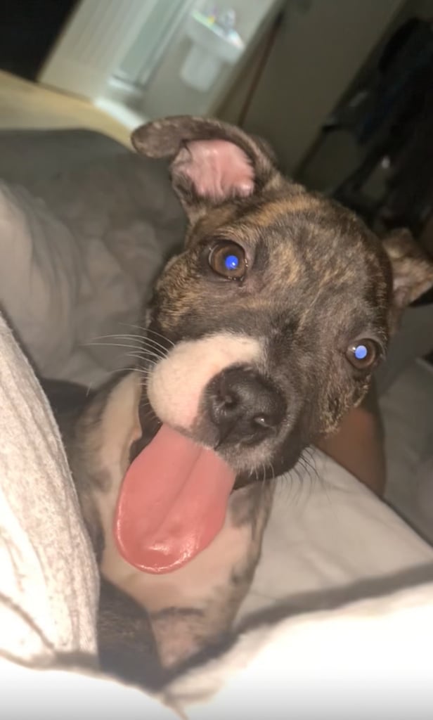 Staffy 