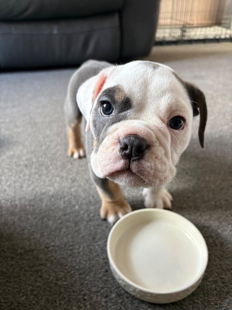 Beautiful English Bulldog puppy 