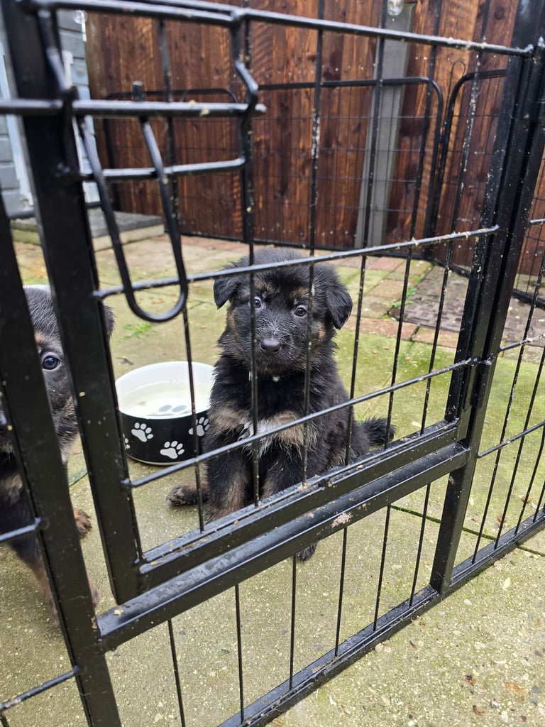 Pure breed German shepherd puppies for sale 