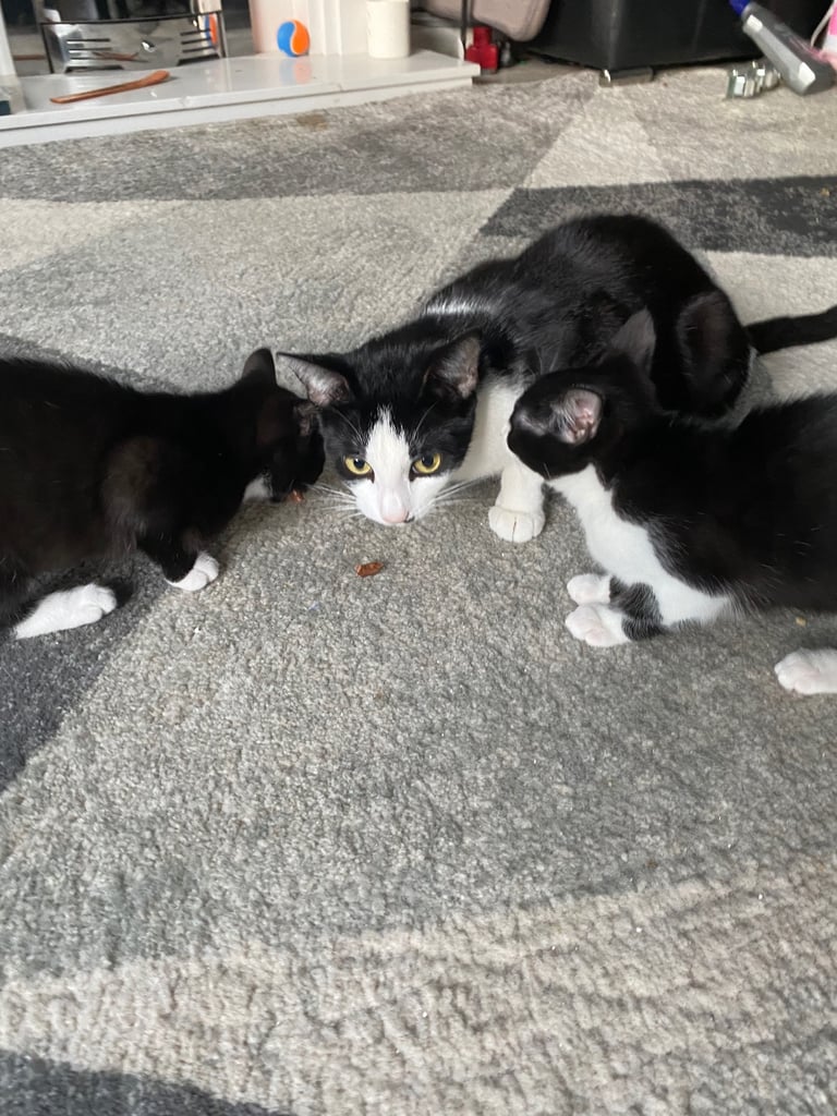 image for Kittens 