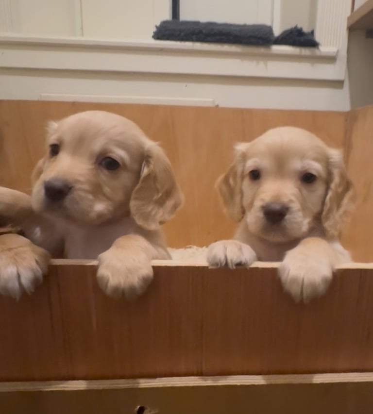 KC Cocker Spaniel Pups 