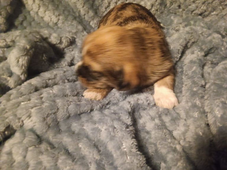 Beautiful dachshund cross cava-tzu for sale