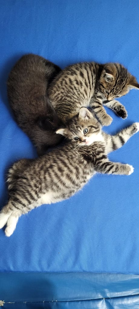 3 beautiful kittens, 2 girls, 1 boy