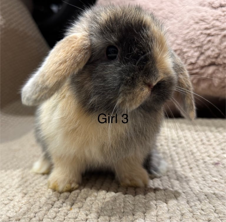 🌸 HARLEQUIN MONI LOPS 🌸 ready to reserve 