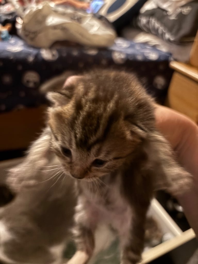Stunning Kittens domestic x Siberian tabby coloured