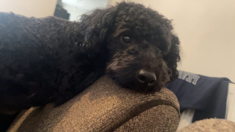 Toy cockapoo looking for a loving family 