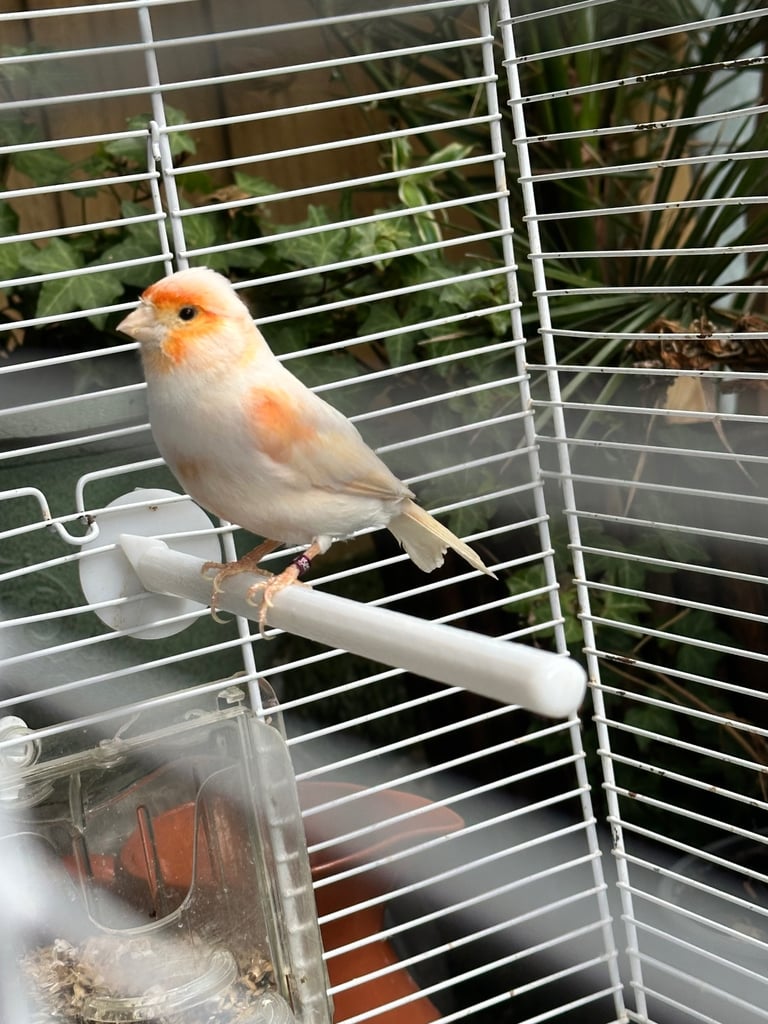 A Male Mosaic Canary 