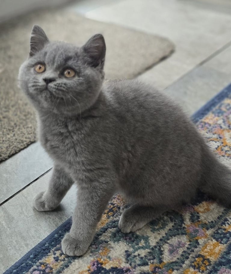 Gorgeous Beautifully British Short Hair Kittens