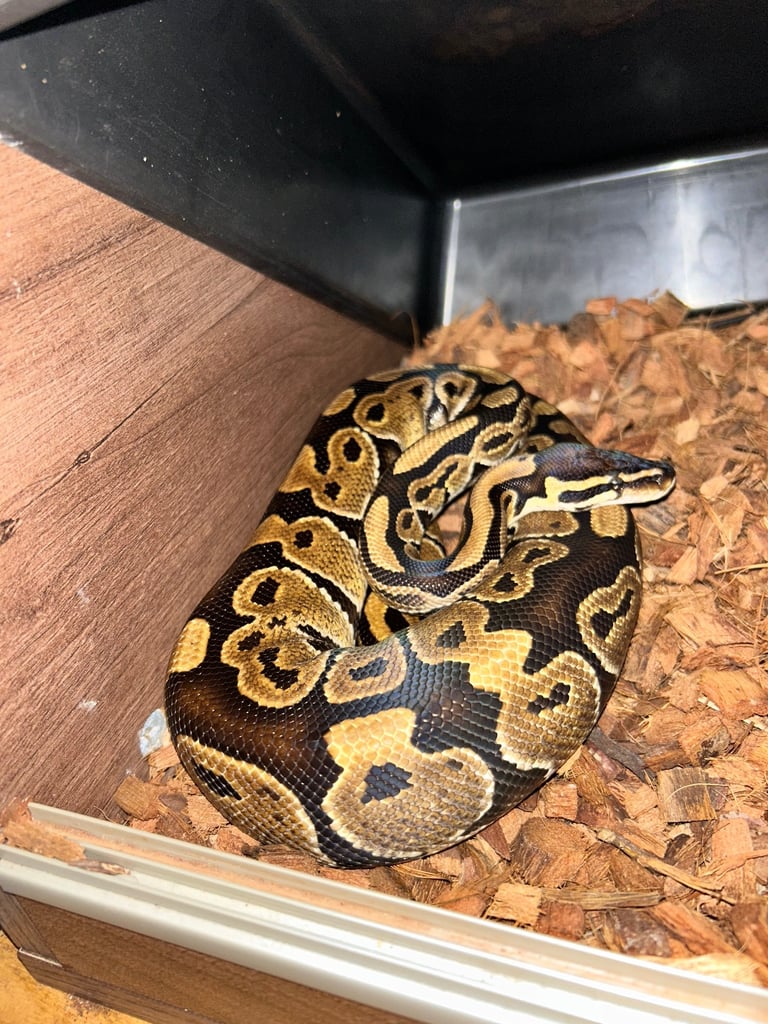 Ball python