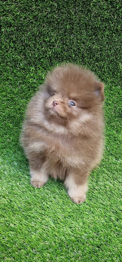🧸 TOPQUILITY RARE POMERANIAN PUPPIE'S 🧸