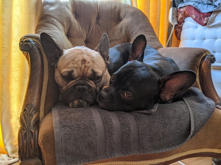 image for Room to rent in cosy bungalow 