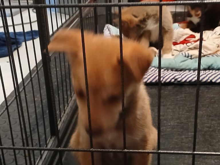 Mum is a husky collie cross dad is a malamute husky cross 