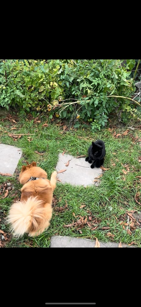 Pomeranian dog almost 3 years