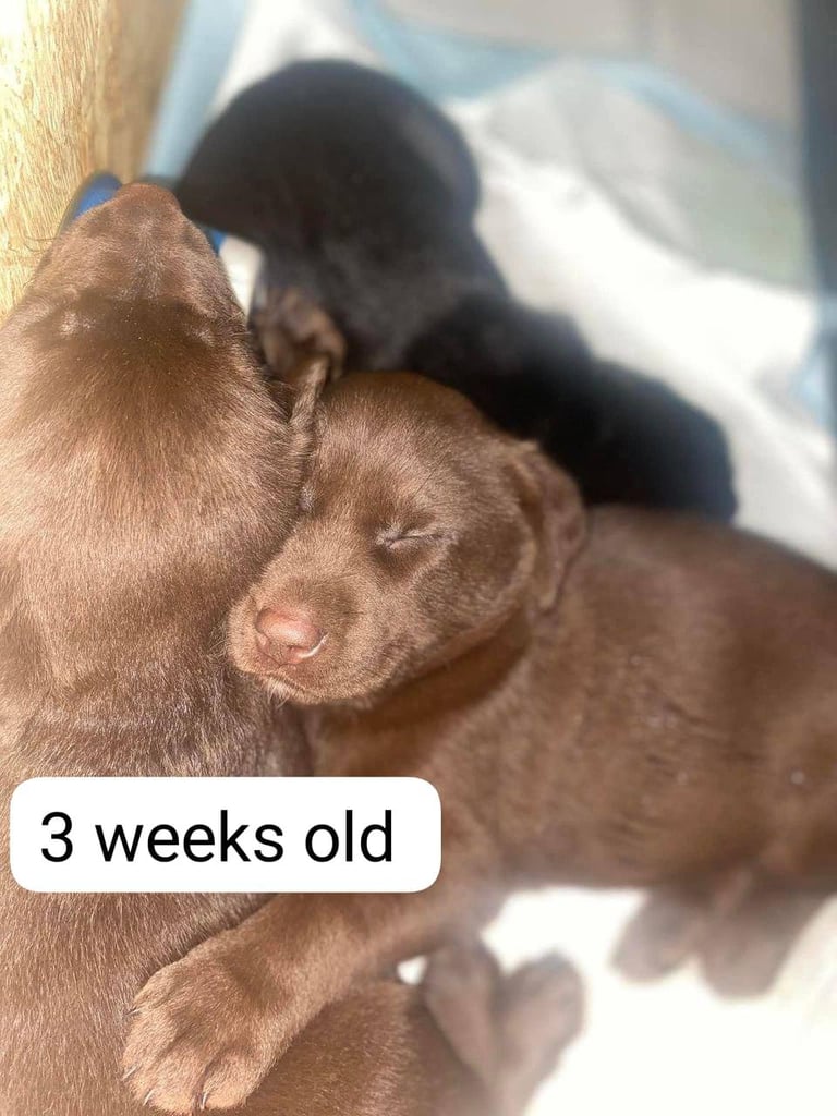 Labrador retriever puppies. 