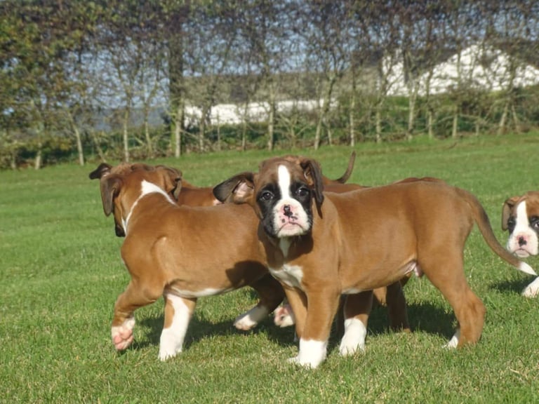 Beautiful Boxer's puppies 
