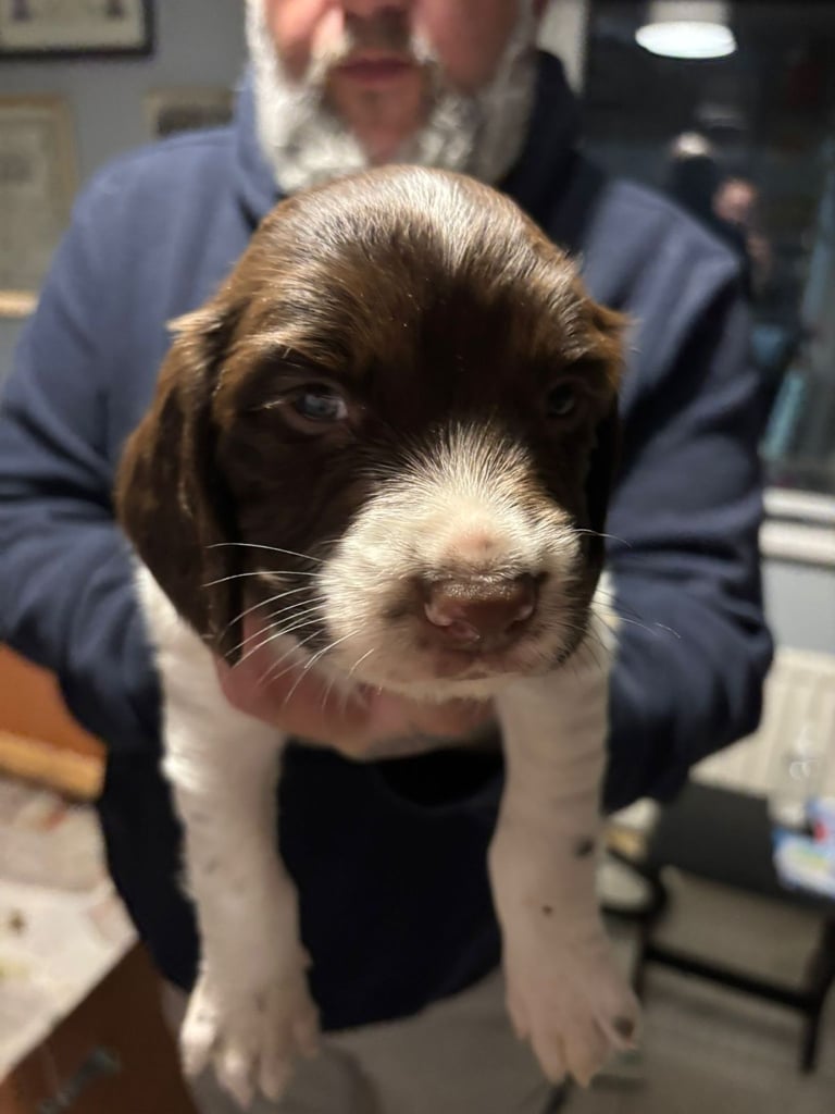 English springer spaniel pups