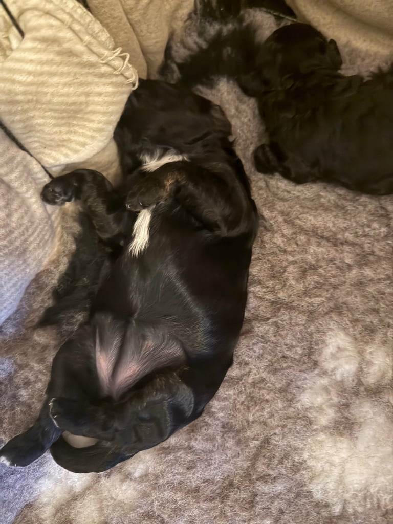 Cockapoo 