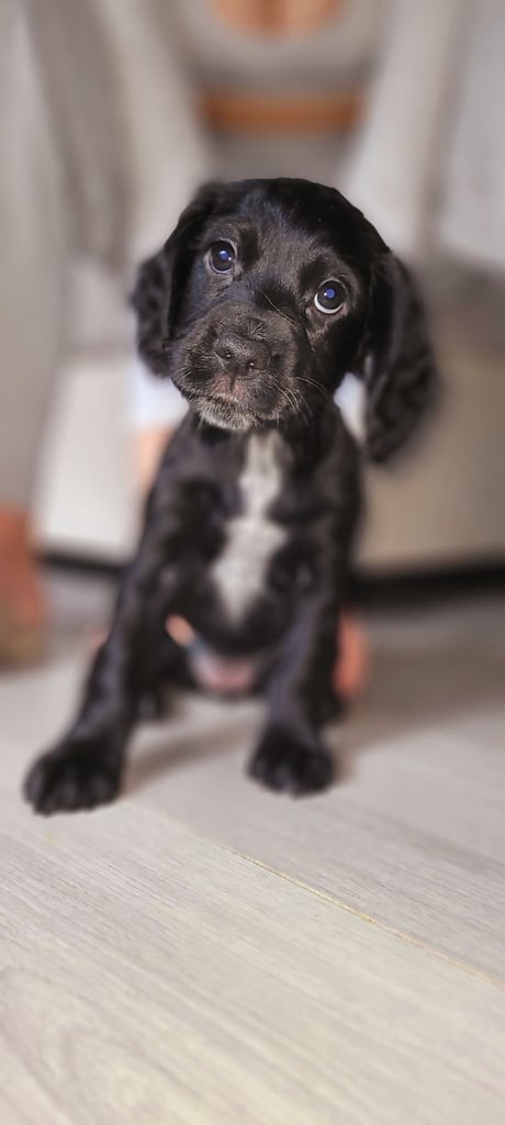Cocker spaniel puppies
