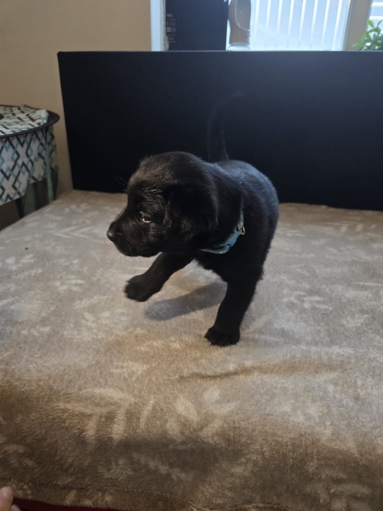 Goldador x Labrottie Miniature Puppies for Sale 