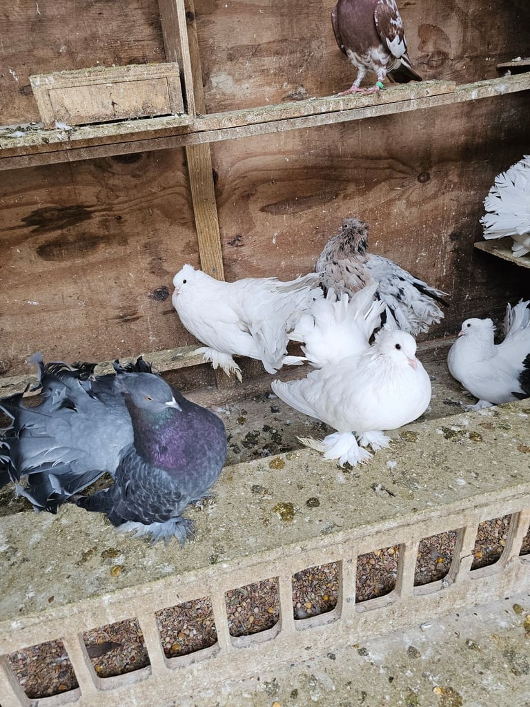 image for Pigeons for sale 