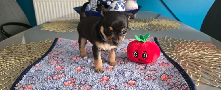 Chihuahua Puppies