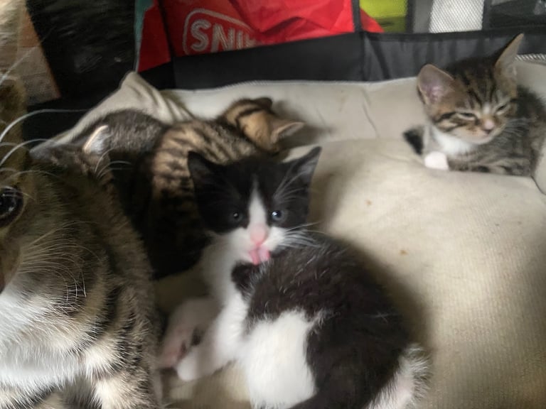 Kittens / Cats