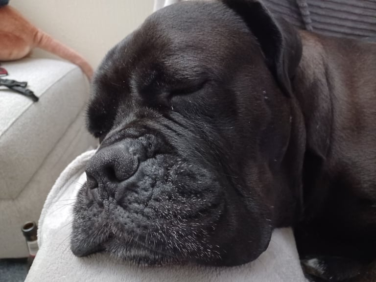 image for Cane Corso