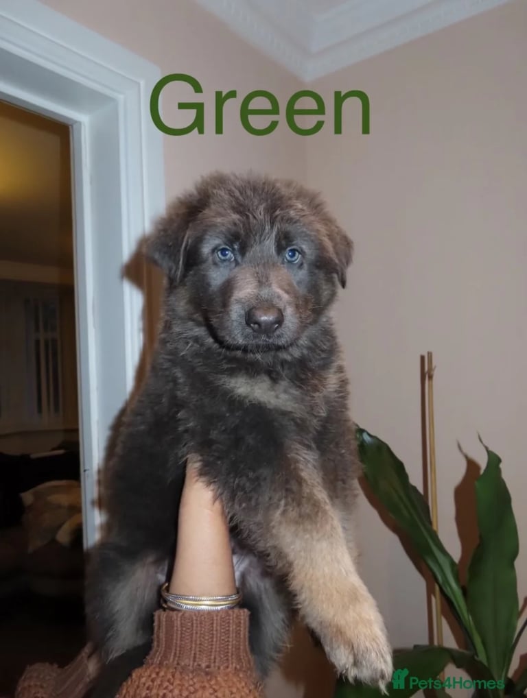 *READY* RARE BLUE/BLACK KC REG GSD PUPS 💙 🐾