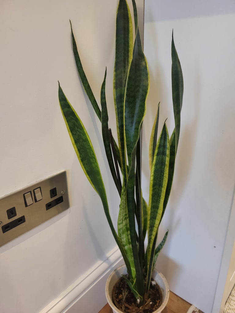 image for Indoor plant