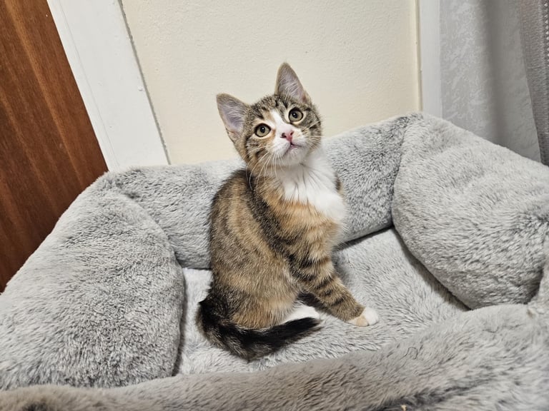 image for Kitten for sale